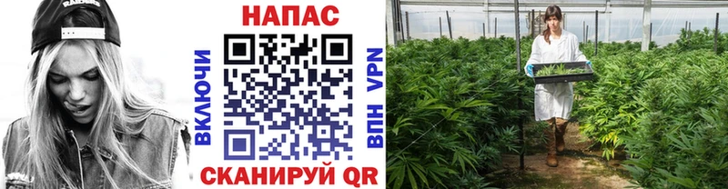 Бошки марихуана THC 21%  Мценск 
